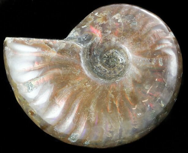 Flashy Red Iridescent Ammonite - Wide #45789